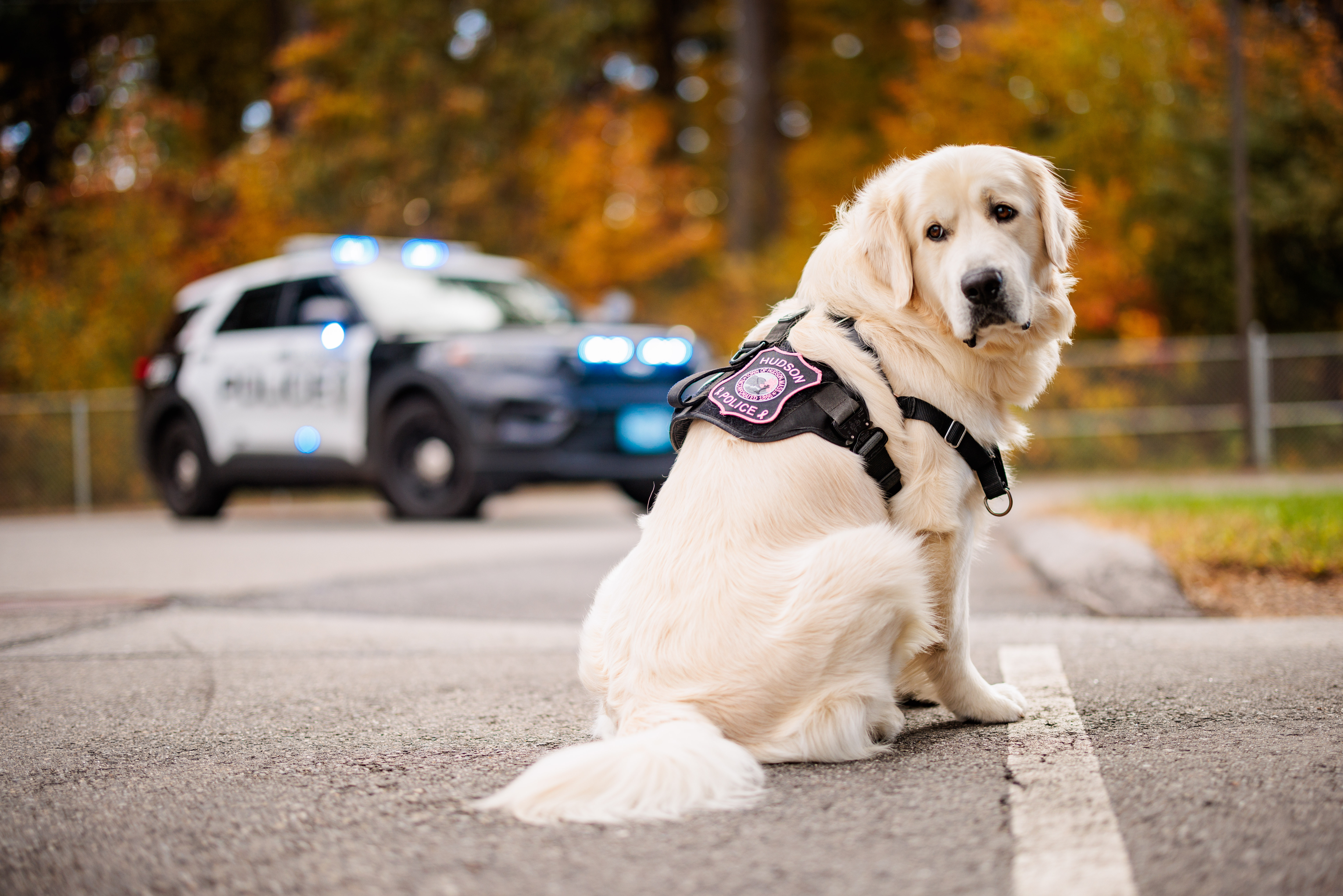 Murf, Community Resource Dog